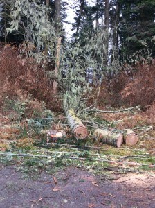 Downed Trees on Shaw Island