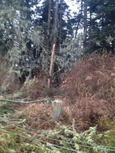 base of downed tree