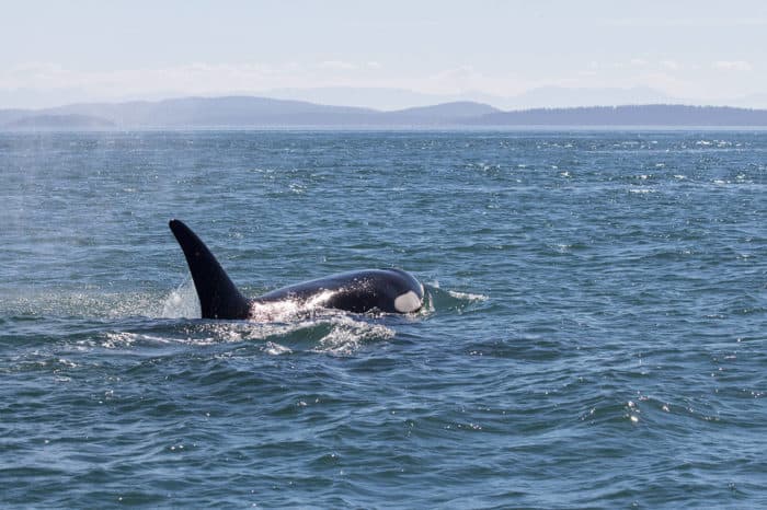 Orca in Salish Sea