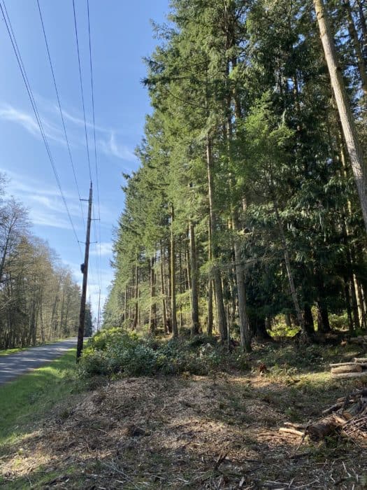 powerline tree clearance