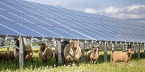 ovejas solares