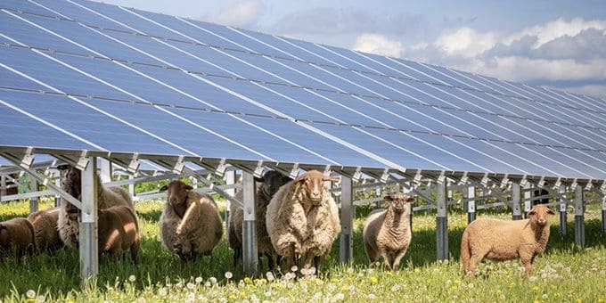 ovejas solares