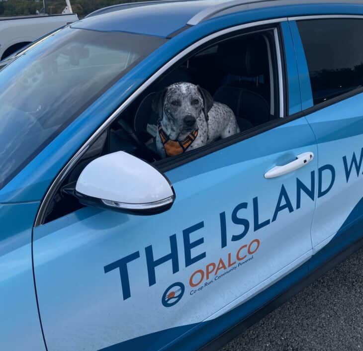 opalco's electric car with a dog in the window