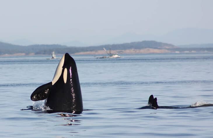 Southern resident orca whale spyhops