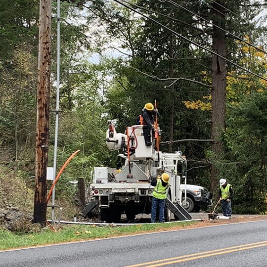 tree work