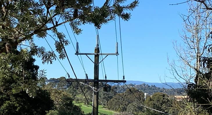 trees power lines