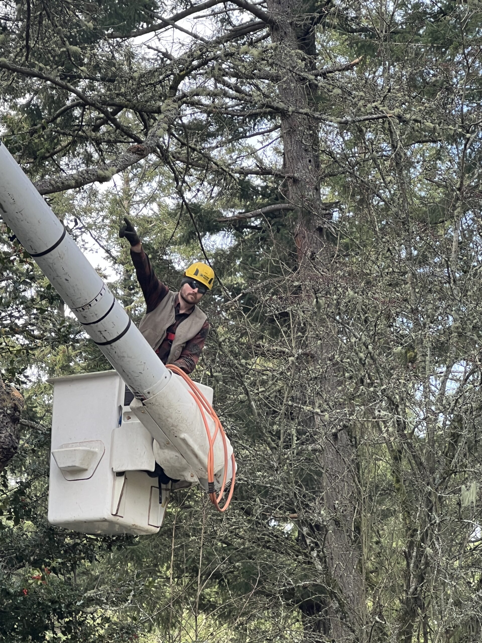 Tree Trimming Around Power Lines is Critical for Wildfire Prevention