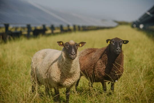 sheep and solar