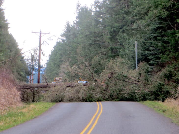 down tree and power line on Shaw Island
