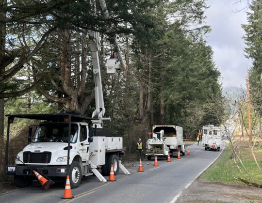 Utility workers maintain power lines among tall trees on a rural road.