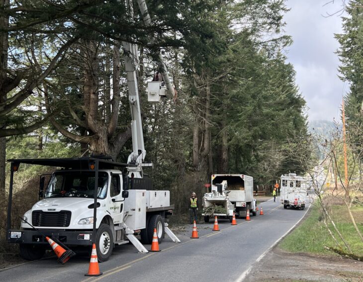 Utility workers maintain power lines among tall trees on a rural road.